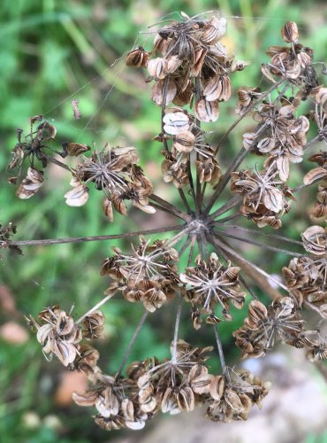 DĚHEL LESNÍ (Angelica sylvestris) – ZRALÉ PLODENSTVÍ – FOTO: Marta Knauerová