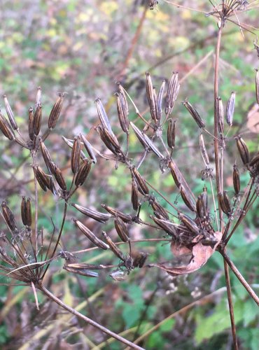 KERBLÍK LESNÍ (Anthriscus sylvestris) – ZRALÉ PLODENSTVÍ – FOTO: Marta Knauerová