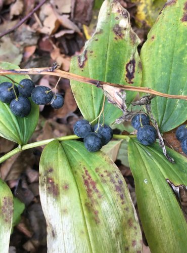 KOKOŘÍK MNOHOKVĚTÝ (Polygonatum multiflorum) – ZRALÉ PLODENSTVÍ – FOTO: Marta Knauerová