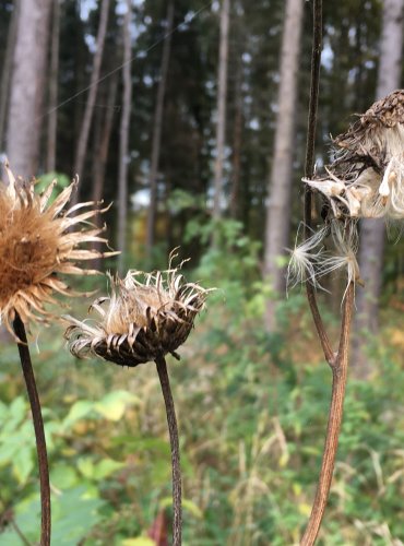 PCHÁČ RŮZNOLISTÝ (Cirsium heterophyllum) FOTO: Marta Knauerová