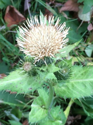 PCHÁČ ZELINNÝ (Cirsium oleraceum) – ZRAJÍCÍ PLODENSTVÍ – FOTO: Marta Knauerová

