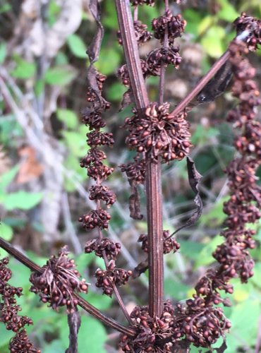 ŠŤOVÍK TUPOLISTÝ (Rumex obtusifolius) – ZRALÉ PLODENSTVÍ – FOTO: Marta Knauerová

