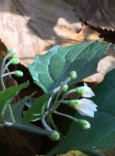 LILEK ČERNÝ (Solanum nigrum) FOTO: Marta Knauerová