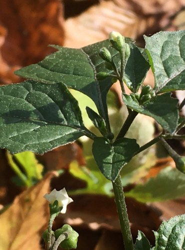 LILEK ČERNÝ (Solanum nigrum) FOTO: Marta Knauerová