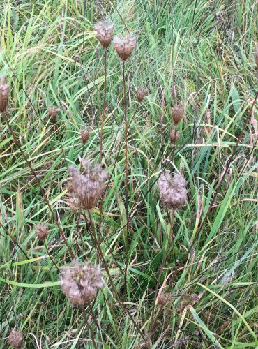 MRKEV OBECNÁ (Daucus carota) – ZRAJÍCÍ PLODENSTVÍ – FOTO: Marta Knauerová