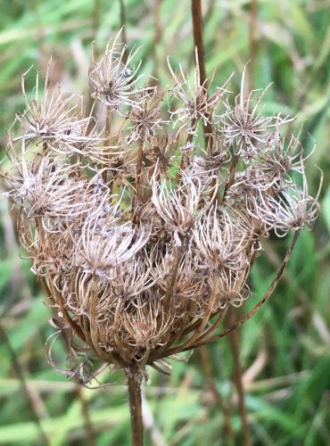 MRKEV OBECNÁ (Daucus carota) – ZRAJÍCÍ PLODENSTVÍ – FOTO: Marta Knauerová