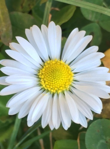 SEDMIKRÁSKA CHUDOBKA (Bellis perennis) FOTO: Marta Knauerová