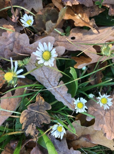 SEDMIKRÁSKA CHUDOBKA (Bellis perennis) FOTO: Marta Knauerová