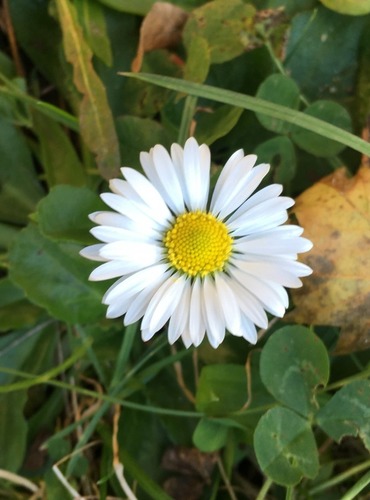 SEDMIKRÁSKA CHUDOBKA (Bellis perennis) FOTO: Marta Knauerová