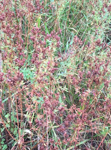 TŘEZALKA TEČKOVANÁ (Hypericum perforatum) – ZRAJÍCÍ PLODENSTVÍ – FOTO: Marta Knauerová