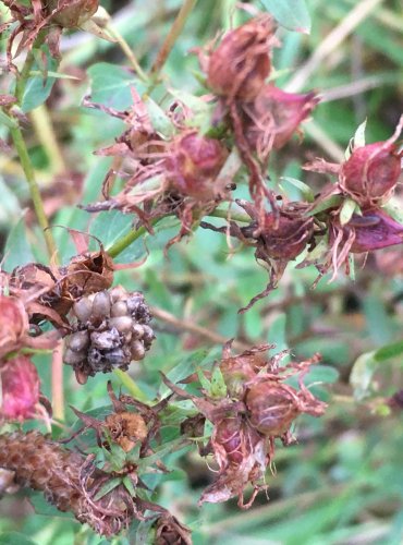 TŘEZALKA TEČKOVANÁ (Hypericum perforatum) – ZRAJÍCÍ PLODENSTVÍ – FOTO: Marta Knauerová