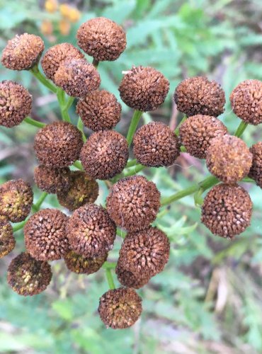 VRATIČ OBECNÝ (Tancetum vulgare) – ZRAJÍCÍ PLODENSTVÍ – FOTO: Marta Knauerová


