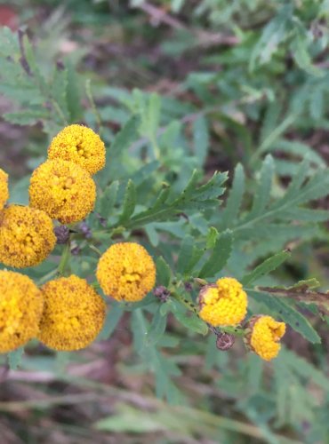 VRATIČ OBECNÝ (Tancetum vulgare) – ZRAJÍCÍ PLODENSTVÍ – FOTO: Marta Knauerová



