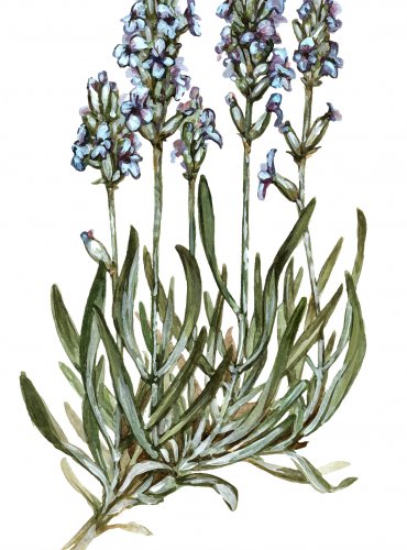 Levandule lékařská
(Lavandula angustifolia)
Lidová jména:
Devandula, dulenka, spikanárd, špika, špikanárd, špikrnágl, špikrnát

