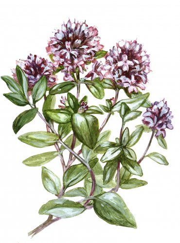 Mateřídouška úzkolistá (obecná)
(Thymus serpyllum)
Lidová jména:
Douška, dymián, chodec, mateřánek, mateřinka, polní tymián, mateří dúška, mačeřinka, večeří řádka, barevná peřinka, voňavé polštářky
