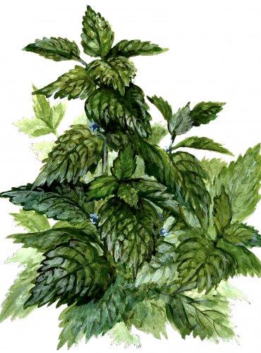 Meduňka lékařská
(Melissa officinalis)
Lidová jména:
Citronelka, elixír života, potěšení srdce, kocúrník, kalamita, marulka, mateřník, mydlinka, medunice, sladký balzám, včelanka, ženské koření 


