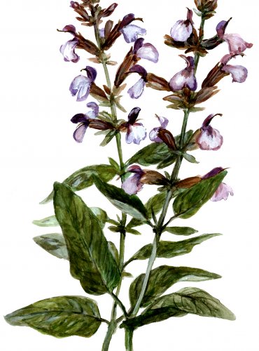 Šalvěj lékařská
(Salvia officinalis)
Lidová jména:
Babí bruch, babí roucho, babské ucho, cigánovy gatě, koníčky, královská bylina, rapaňa, smrtky, šalfia, ušlechtilá bylina, vlčí chvost

