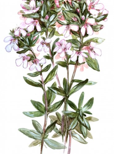 Tymián obecný
(Thymus vulgaris)
Lidová jména: Vlašská douška, tymiánek, dymián, démuť
