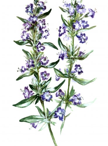 Yzop lékařský
(Hyssopus officinalis)
Lidová jména:
Bylina poslední pomoci, hyzop, hyzopek, izopek, klášterní bylina
