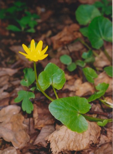 ORSEJ JARNÍ (Ficaria verna)  FOTO: Vladimír Štěpánský