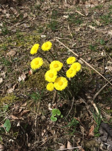 PODBĚL LÉKAŘSKÝ (Tussilago farfara) FOTO: Jana Drnková