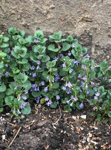 POPENEC OBECNÝ (Glechoma hederacea) FOTO: Jana Drnková