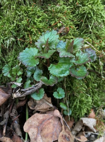 POPENEC OBECNÝ (Glechoma hederacea) FOTO: Jana Drnková