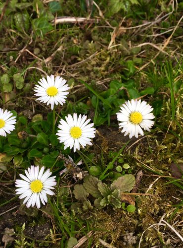 SEDMIKRÁSKA CHUDOBKA (Bellis perennis) FOTO: Jana Drnková