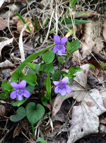 VIOLKA VONNÁ (Viola odorata) FOTO: Jana Drnková