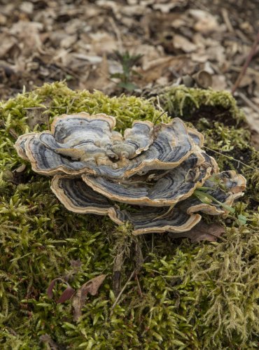 OUTKOVKA PESTRÁ (Trametes versicolor)  FOTO: Vladimír Štěpánský