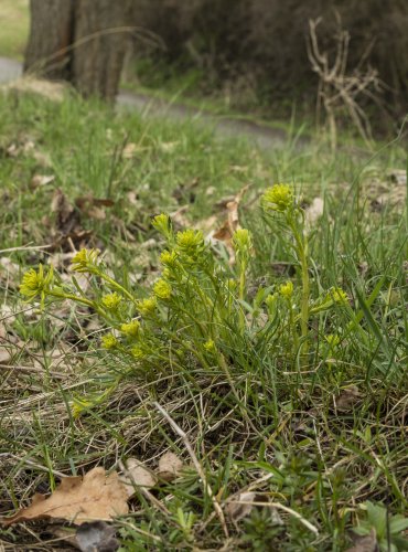 PRYŠEC CHVOJKA (Euphorbia cyparissias)  FOTO: Vladimír Štěpánský