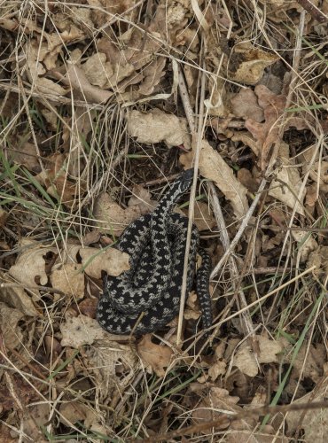 Zmije obecná (Vipera berus) FOTO: Vladimír Štěpánský