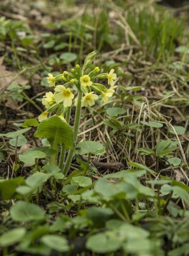 PRVOSENKA VYŠŠÍ (Primula elatior) FOTO: Vladimír Štěpánský  