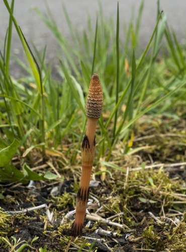 PŘESLIČKA ROLNÍ (Equisetum arvense)  FOTO: Vladimír Štěpánský