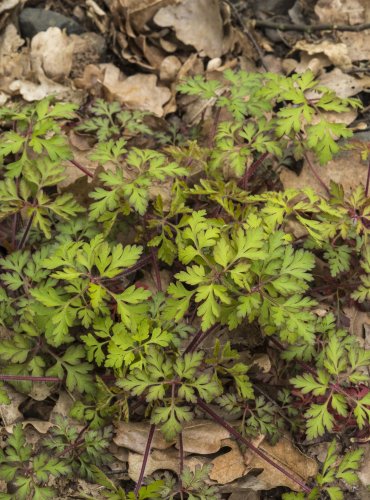 KAKOST SMRDUTÝ (Geranium robertianum)  FOTO: Vladimír Štěpánský