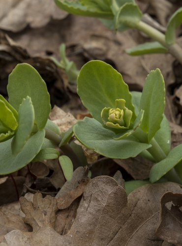 ROZCHODNÍK KŘOVIŠTNÍ (Hylotelephium jullianum)  FOTO: Vladimír Štěpánský