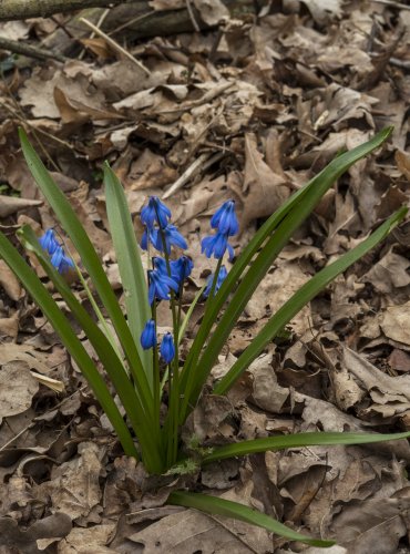 LADOŇKA DVOULISTÁ (Scilla bifolia) FOTO: Vladimír Štěpánský