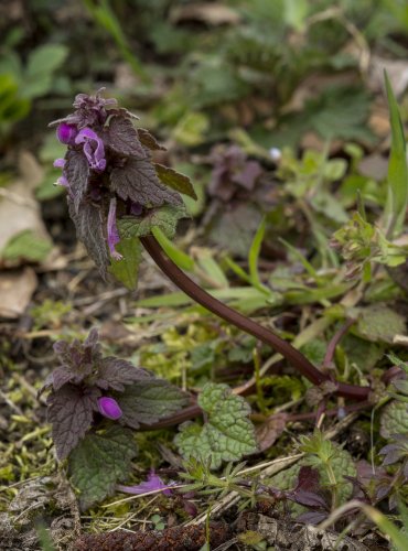 HLUCHAVKA NACHOVÁ (Lamium purpureum)  FOTO: Vladimír Štěpánský