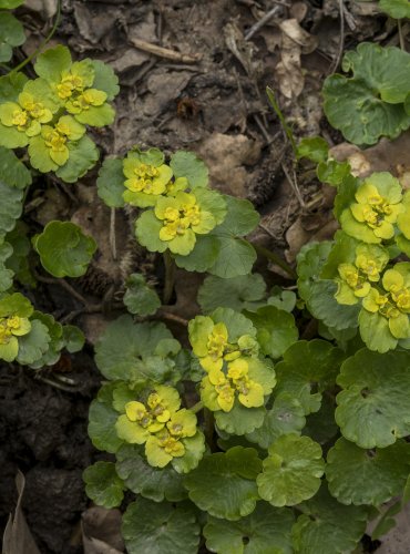 MOKRÝŠ STŘÍDAVOLISTÝ (Chrysosplenium alternifolium)  FOTO: Vladimír Štěpánský