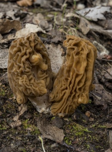 KAČENKA ČESKÁ(Verpa bohemica)  FOTO: Vladimír Štěpánský