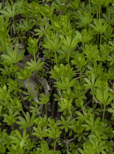 SVÍZEL VONNÝ (Galium odoratum) FOTO: Vladimír Štěpánský