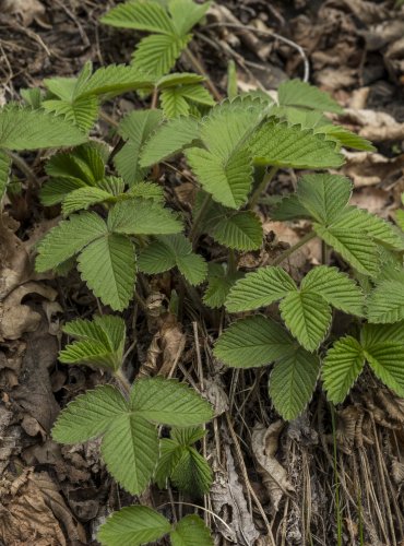 JAHODNÍK OBECNÝ (Fragaria vesca)  FOTO: Vladimír Štěpánský