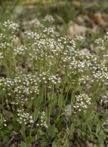 PENÍZEK PROROSTLÝ (Microthlaspi perfoliata)  FOTO: Vladimír Štěpánský