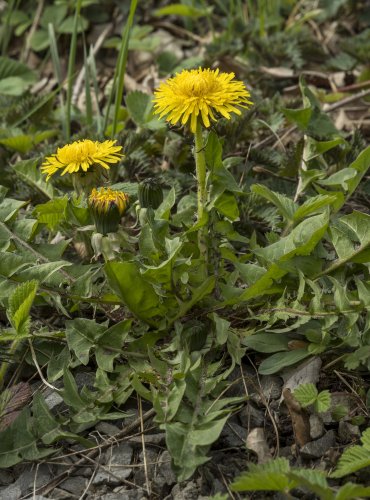 PAMPELIŠKA LÉKAŘSKÁ (Taraxacum officinale)  FOTO: Vladimír Štěpánský