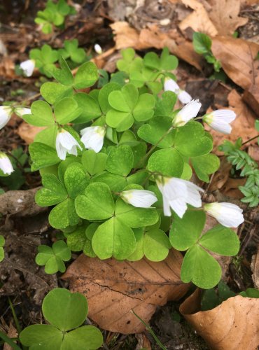 ŠŤAVEL KYSELÝ (Oxalis acetosella) FOTO: Marta Knauerová