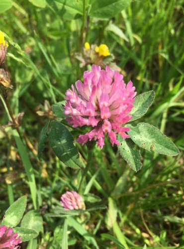 JETEL LUČNÍ (Trifolium pratense) FOTO: Marta Knauerová