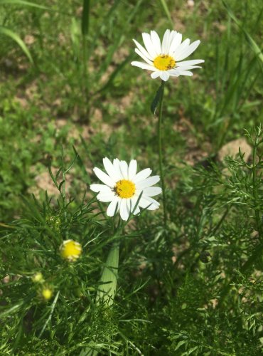 RMEN ROLNÍ (Anthemis arvensis) FOTO: Marta Knauerová