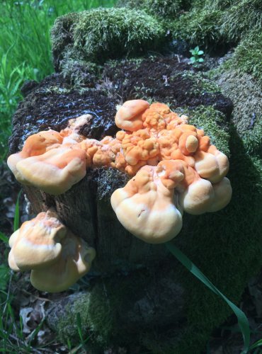 SÍROVEC ŽLUTOORANŽOVÝ (Laetiporus sulphureus) FOTO: Marta Knauerová