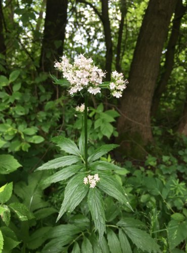 KOZLÍK LÉKAŘSKÝ (Valeriana officinalis) FOTO: Marta Knauerová