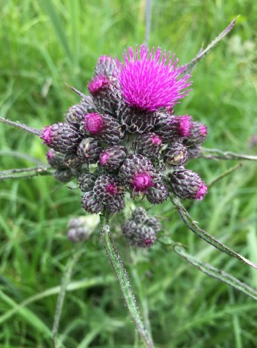 PCHÁČ BAHENNÍ (Cirsium palustre) FOTO: Marta Knauerová